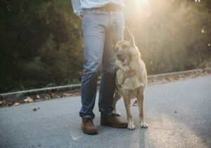 moving with pets