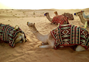 camel ride in dubai uae