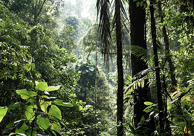 costa rica rainforest 