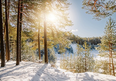 forest in finland during winter