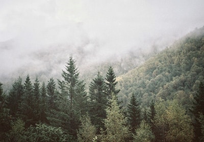 rainy forest in norway